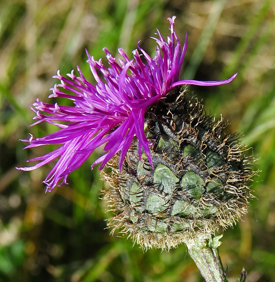 Centaurea7