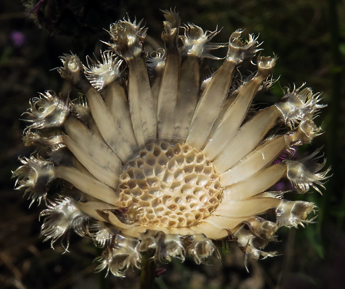 Centaurea13