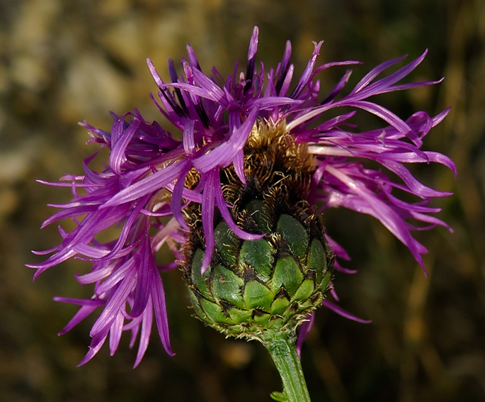 Centaurea15d