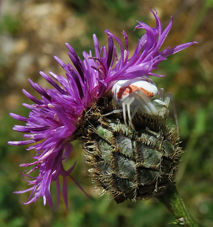 Centaurea15b