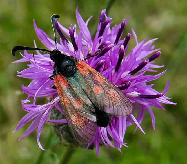 Centaurea15a