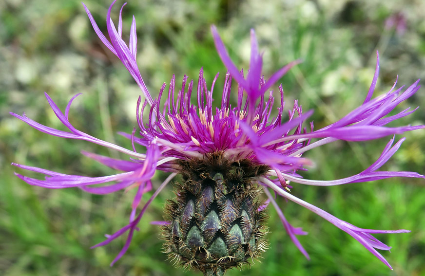Centaurea16