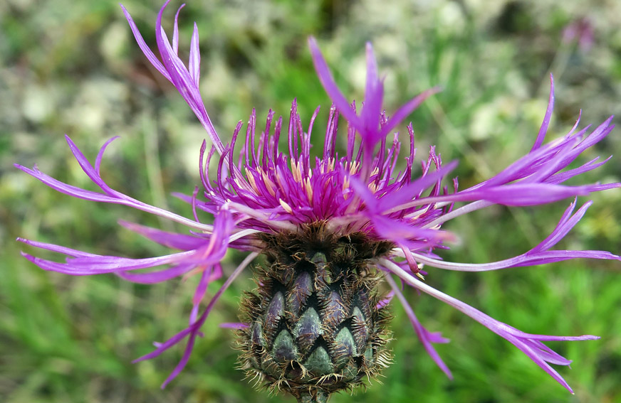 Centaurea16