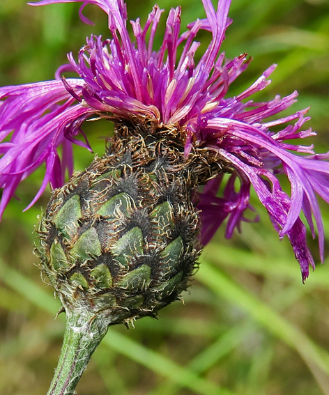 Centaurea6b