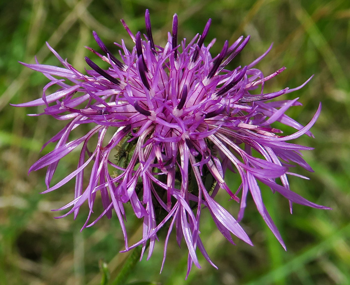 Centaurea15c