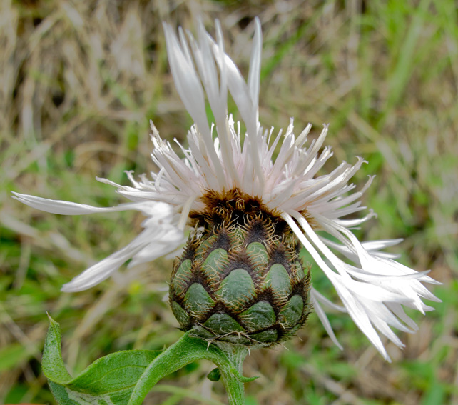 Centaurea10a