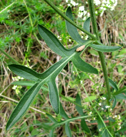 Centaurea11a