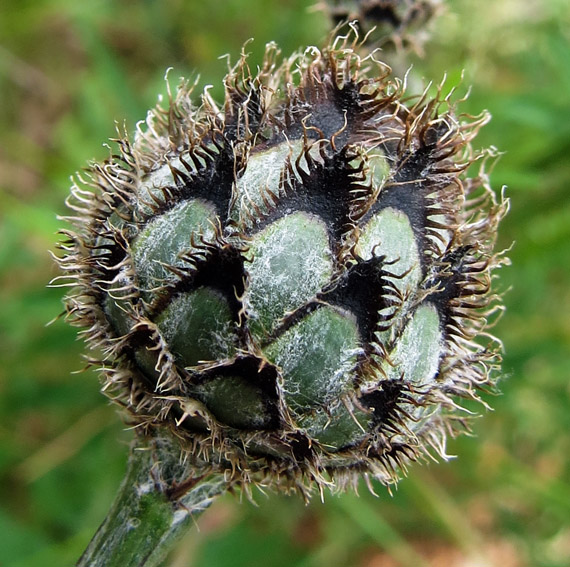 Centaurea14