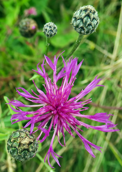 Centaurea6a