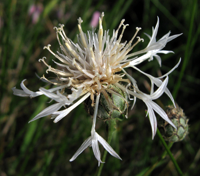 Centaurea10