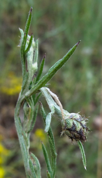 Centaurea16a2