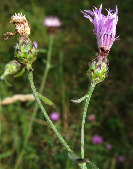 Centaurea16a