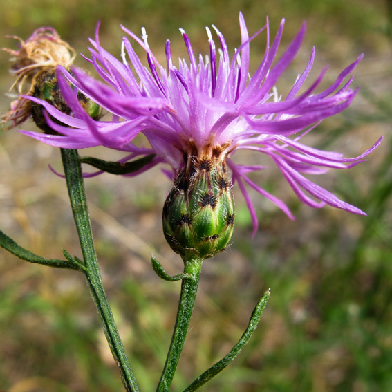 Centaurea16c