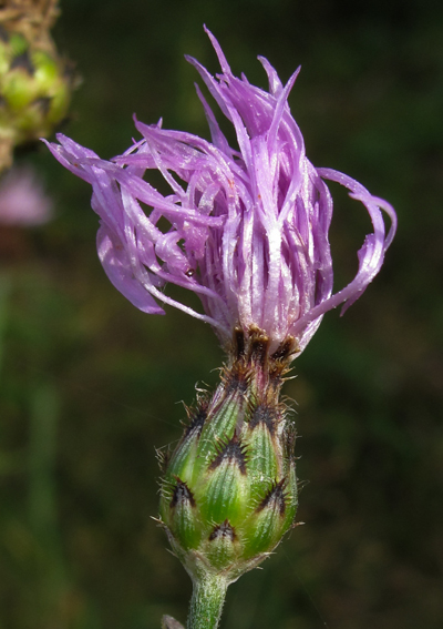 Centaurea16d