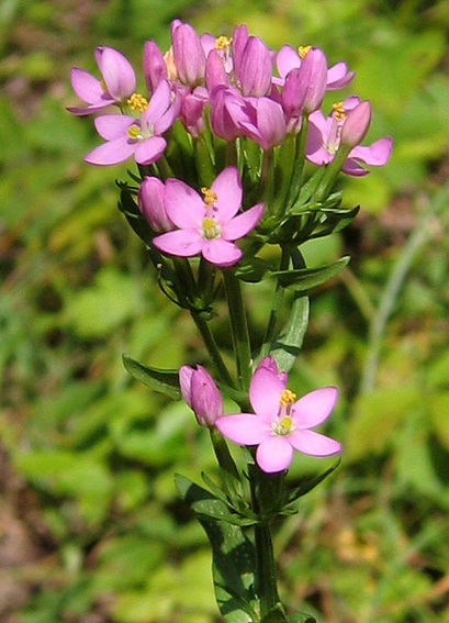 Centaurium2