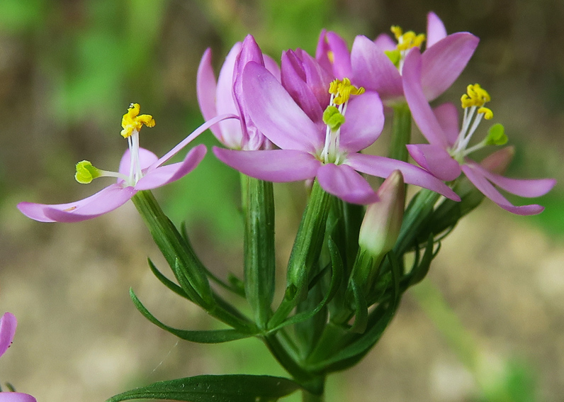 Centaurium5b