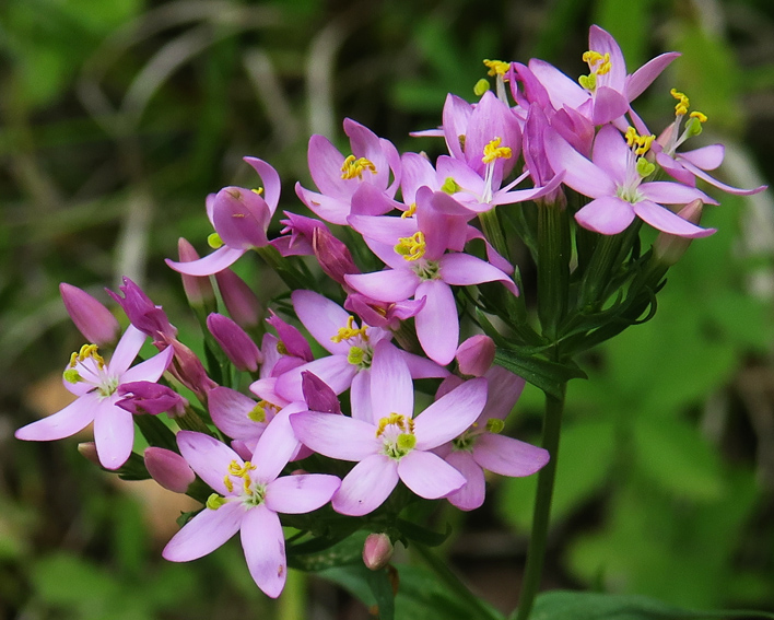 Centaurium3