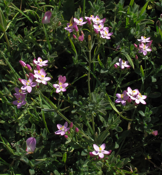 Centaurium0