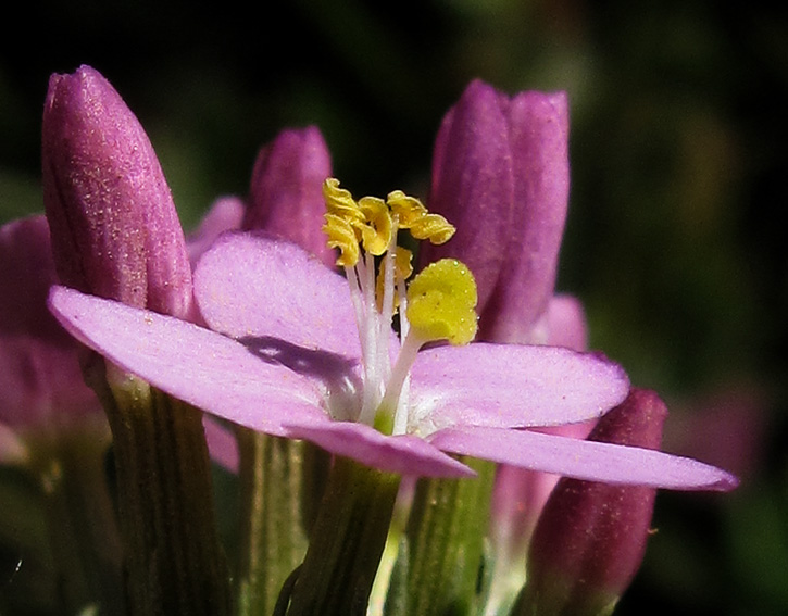 Centaurium5