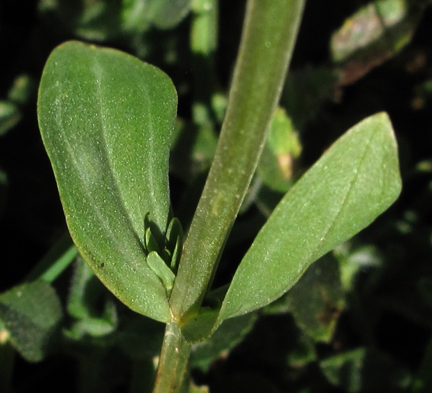 Centaurium1