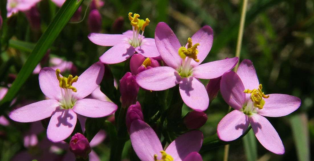 Centaurium5a