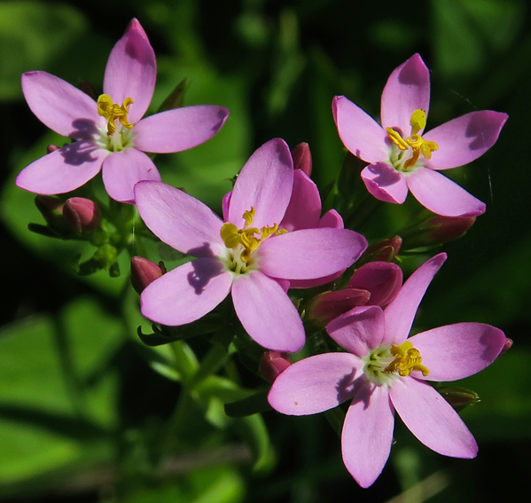 Centaurium4b