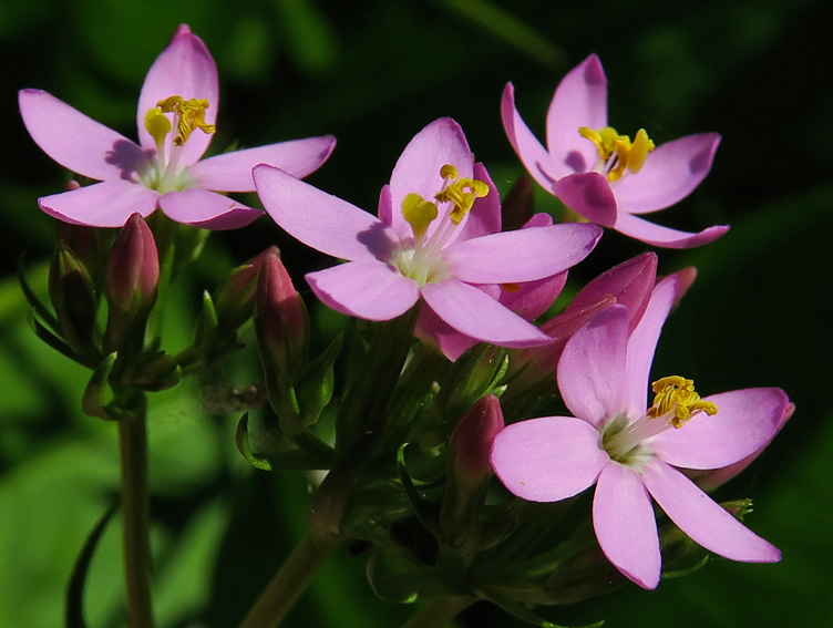 Centaurium4a