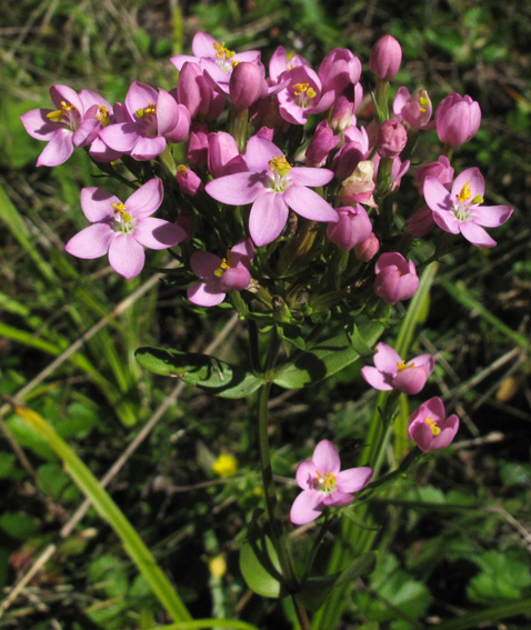 Centaurium2a