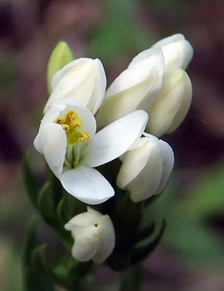 Centaurium5d