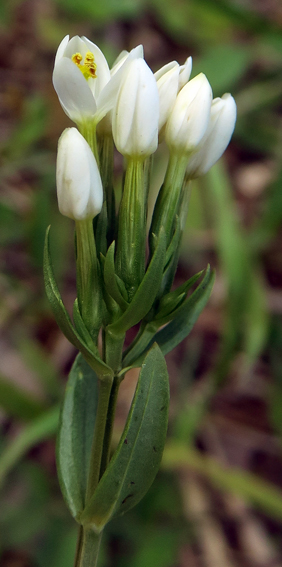 Centaurium5c