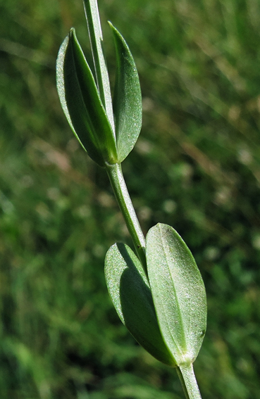 Centaurium10