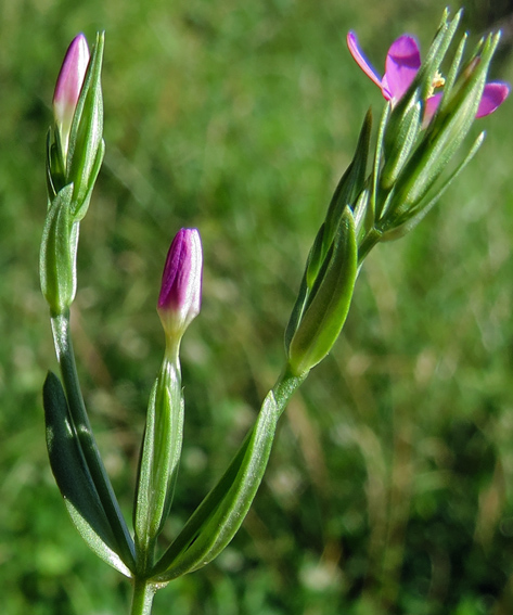 Centaurium9