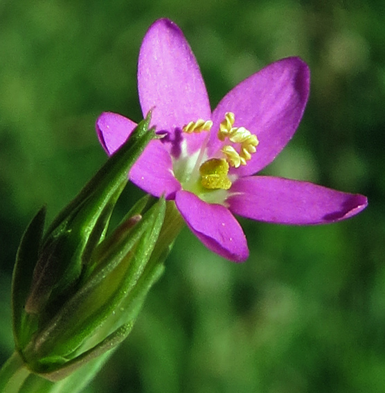 Centaurium11