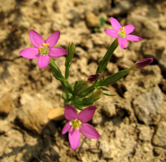 Centaurium7