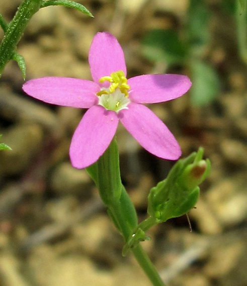 Centaurium8