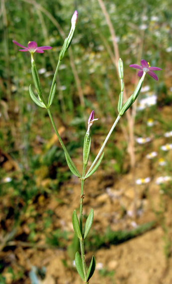 Centaurium6