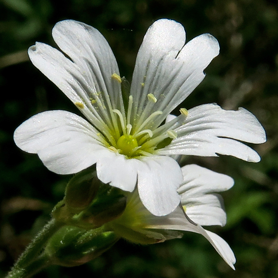 Cerastium3a0