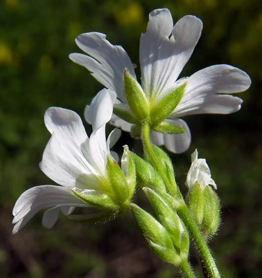 Cerastium3