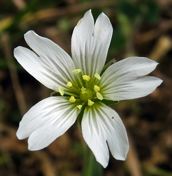 Cerastium2b