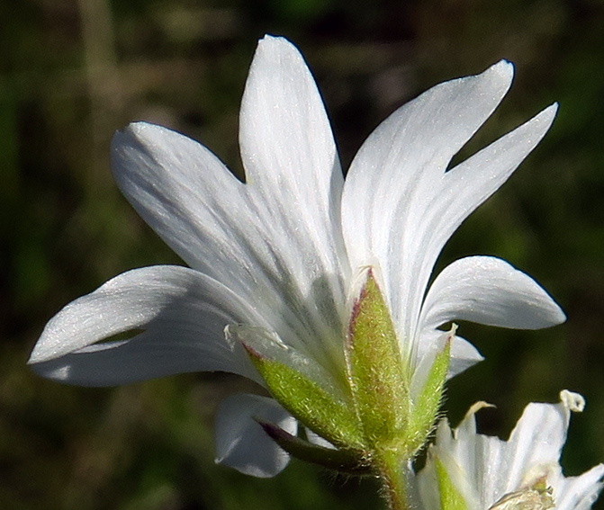 Cerastium2