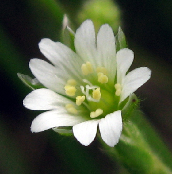 Cerastium10