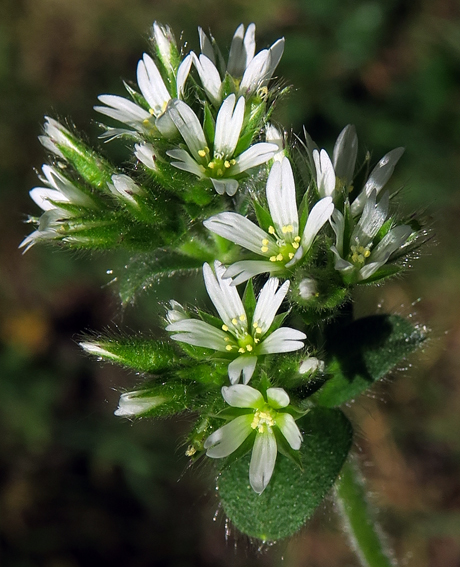 Cerastium7