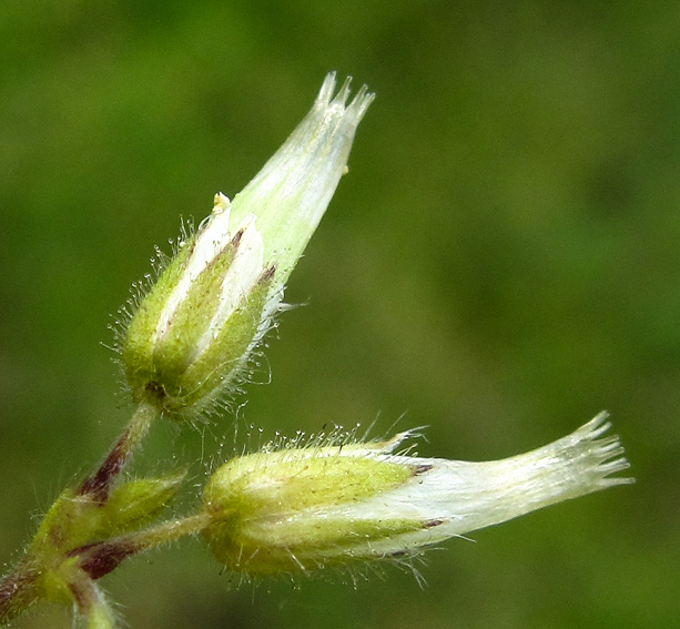 Cerastium8c