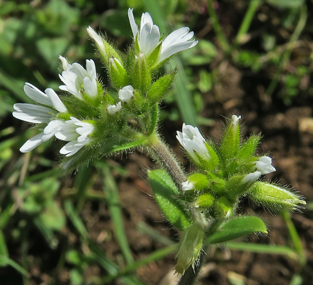 Cerastium8b