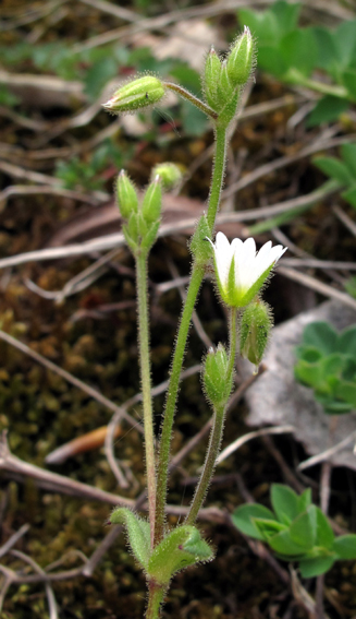 Cerastium3a