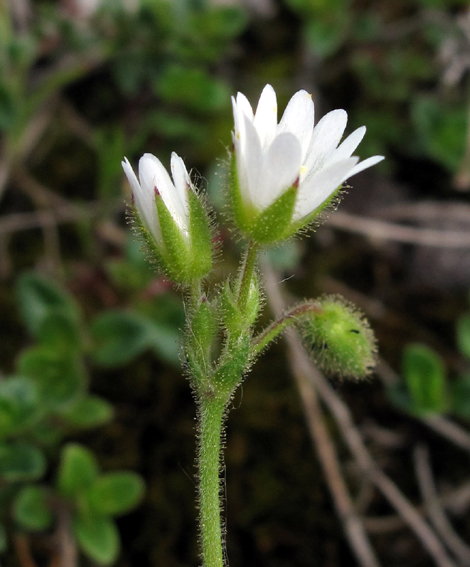 cerastium3b