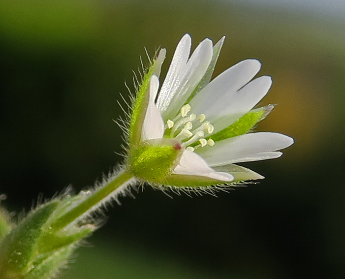 Cerastium5