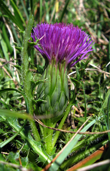 Cirsium3