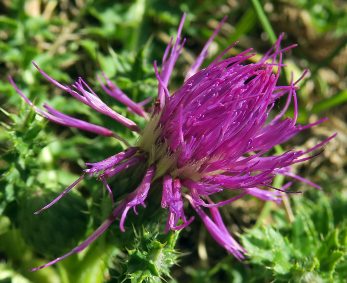 Cirsium4a