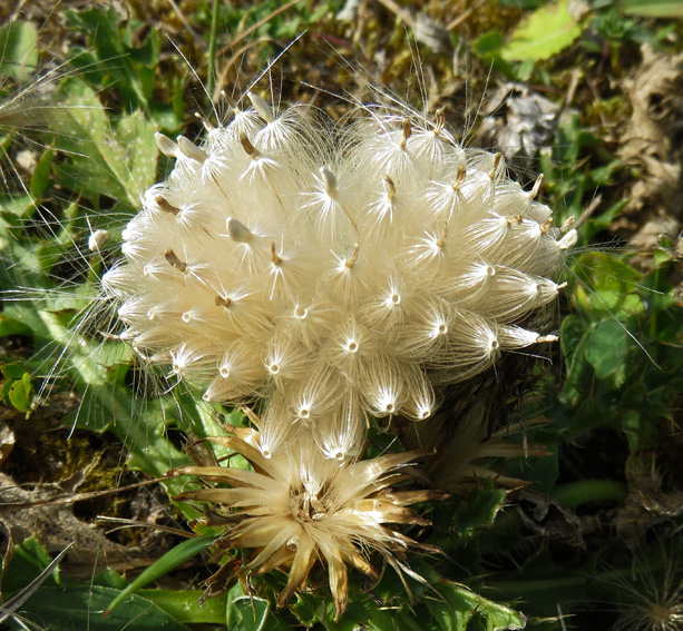 Cirsium3a